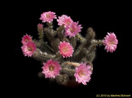 Echinocereus scheeri 762